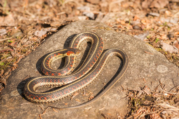 Snake on a Rock