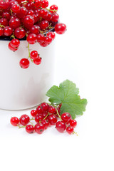 White cup with red currant berry in it and small bunch of red currant with green leaf  isolated on white..