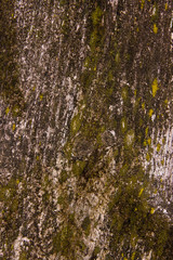 Moss and mold affect a wooden planks.