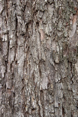 Bark texture background pattern crack old brown for design