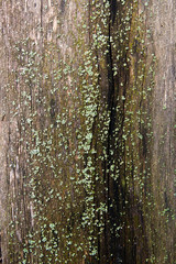 Bark with moss and fungus as background texture