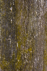 Obraz premium Moss and mold affect a wooden planks.