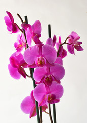 Obraz premium Pink orchid isolated on white background 