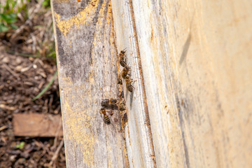Swarming bees at the entrance of old beehive in apiary..
