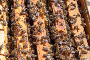Open hive showing the bees swarming on a honeycomb..