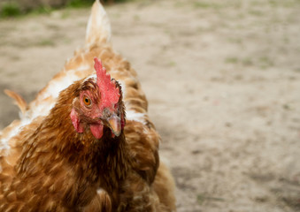 Simple rural chicken