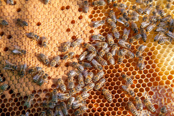 Working bees in a hive on honeycomb. Bees inside hive with sealed and open cells for their young..
