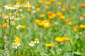 Spring meadow. Sunny day in the garden.Beautiful wild flowers