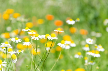 Beautiful sunny day in the meadow.Charming little chamomiles in the garden