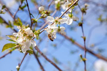 Honeybee on white flower of cherry tree collecting pollen and nectar to make sweet honey with medicinal benefits..