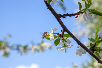 Honeybee on white flower of apple tree collecting pollen and nectar to make sweet honey with medicinal benefits..