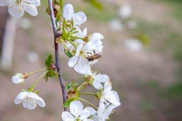 Honeybee on white flower of cherry tree collecting pollen and nectar to make sweet honey with medicinal benefits..