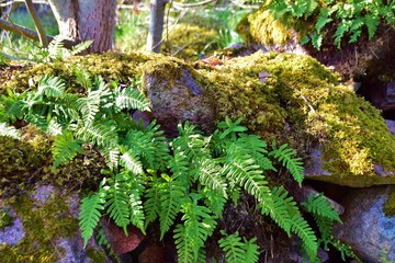 Hard Fern (Blechnum spicant) on the rock with moss, sweden.