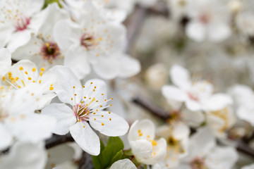 Fototapeta premium Blooming fruit tree. 