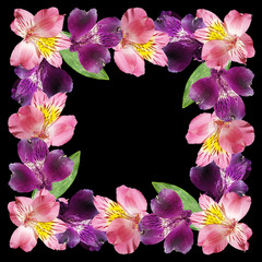 Beautiful floral pattern of pink and purple Alstroemeria. Isolated