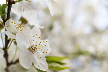 Fototapeta premium Blooming fruit tree. 