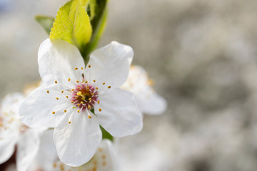 Blooming fruit tree. 