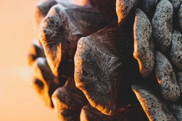 Pine cones cotyledons