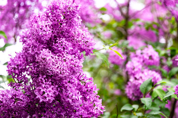 Obraz premium Blooming pink lilac Microphylla on framed background of green. Petals of little pink in spring sunny day. Selective focus. Concept of nature of North Caucasus for design.