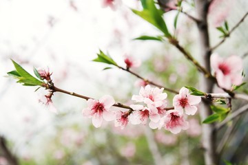 Springtide. The trees are dissolved. Pink flower on trees