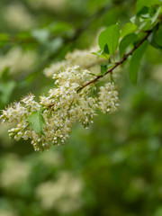 sprigs of flowering bird cherry in the park with a blurred background in the background after the rain