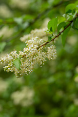 sprigs of flowering bird cherry in the park with a blurred background in the background after the rain
