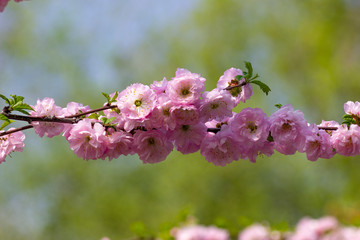 Pink sakura flowers. Closeup on a blurred background with a branch strewn with flowers.