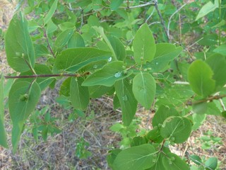  leaves and dew