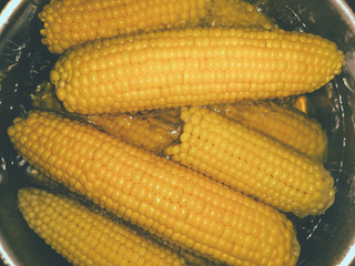 raw corn close up ready to cook freshness ready to cook