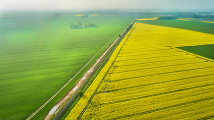 Serce las pole rzepak © Daniel