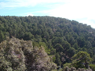 The unique landscape of the top of the mountain ridge is covered with thick green forest on the background of the sky blue barely covered with a cloudy sheet.