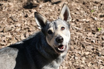 beautiful mixed dog head portrait in the garden