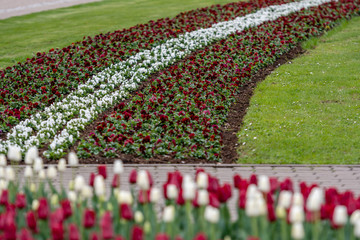 City Riga, Latvia Republic. Latvian flag from tulips, red and white. - image