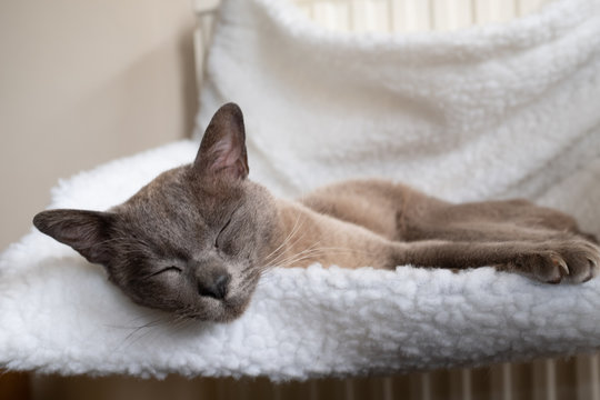 A close up of a beautiful domestic cat sleeping in a small white hammock attached to a radiator, nobody in the image