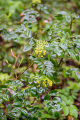 Spring bright shrub that blooms in spring with yellow flowers-mahonia. After the rain in the park.