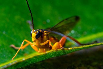 Wasp