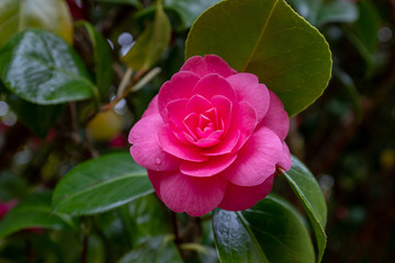 Beautiful vibrant pink Rhododendron bush in full bloom close up showing the intricate detail of the flower, nobody in the image