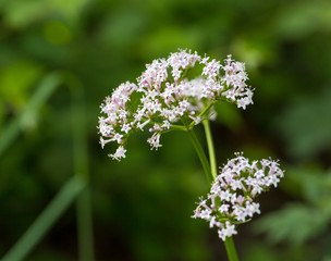 Spring outdoors, blooming willow verbena, close-up, nobody，Verbena bonariensis