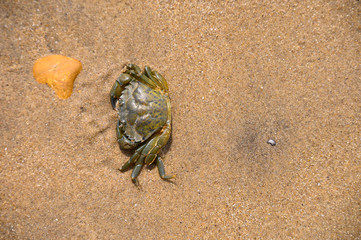 Brown crab on sandy beach