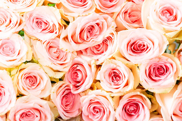 Bright pink natural roses as a background.