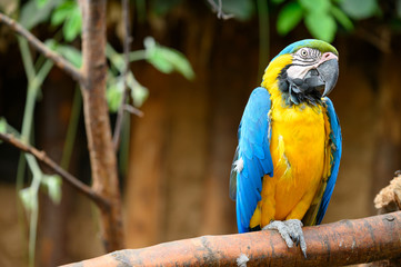 Macaw parrot sitting on a branch