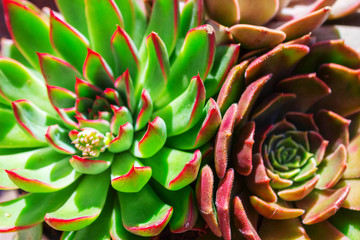 closeup  succulent green plant cactus. echeveria