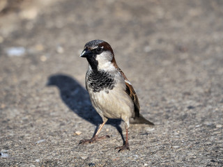 Sparrow in a convincing stance on a concrete path