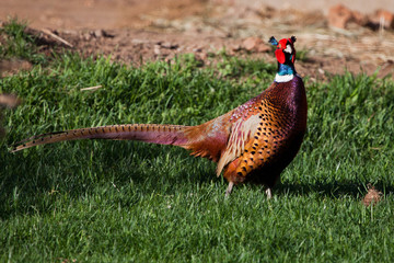 pheasant bird walks on the green grass, the object of hunting and cooking.