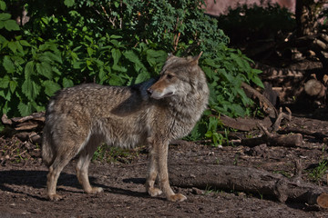 Naklejka na ściany i meble The wolf stands half-turn against the background of green bushes in the spring forest