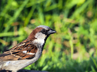 sparrow close up, grass stalks in background