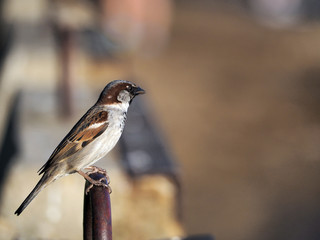 sparrow on an iron ring, in the background concrete construction