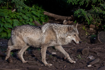  wolf in profile in summer against a background of green bushes.
