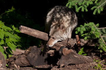 A beautiful and strong female wolf emerges from a dark forest thicket (summer forest, green leaves), and the light of the setting sun illuminates her,