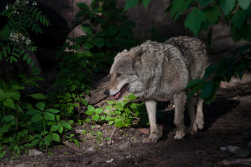 A powerful wolf (female wolf) emerges from the green thicket of a dark summer forest. The predatory wild animal is beautifully lit by the setting sun.